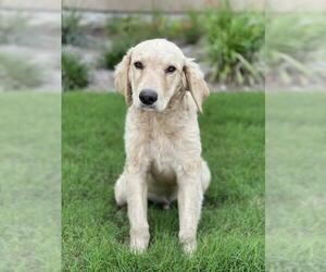 Goldendoodle Dogs for adoption in Austin, TX, USA