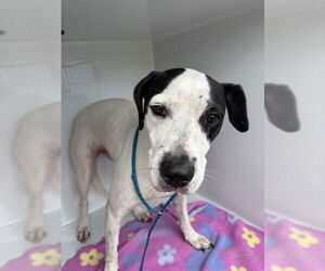 Mutt Dogs for adoption in Sanford, FL, USA
