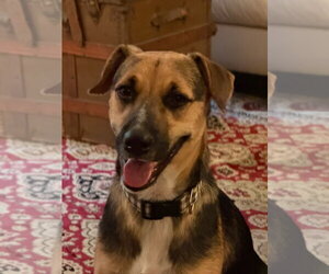 Mutt Dogs for adoption in Ridgefield, CT, USA