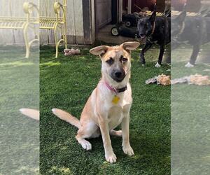 Huskies -Unknown Mix Dogs for adoption in Sandy, UT, USA