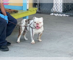 Bulldog Dogs for adoption in Woodland Hills, CA, USA