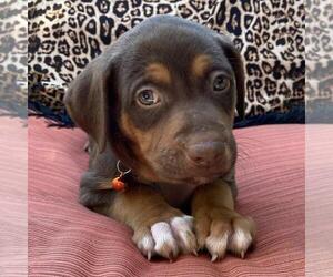 Medium Photo #2 Mutt Puppy For Sale in San Diego, CA, USA