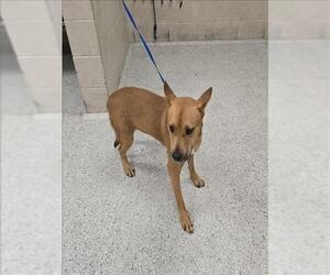 American Pit Bull Terrier-Labrador Retriever Mix Dogs for adoption in Conroe, TX, USA