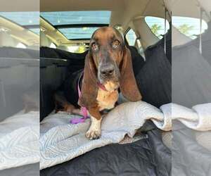 Basset Hound Dogs for adoption in Evansville, IN, USA