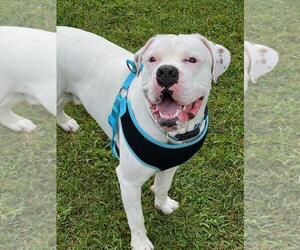 Bulloxer Dogs for adoption in Plover, WI, USA