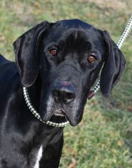 Great Dane Dogs for adoption in Nashville, IN, USA