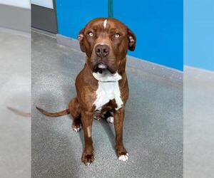 American Pit Bull Terrier Dogs for adoption in San Martin, CA, USA
