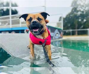 American Pit Bull Terrier-Unknown Mix Dogs for adoption in McKinleyville, CA, USA