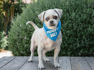 Zuchon Dogs for adoption in Pacific Grove, CA, USA
