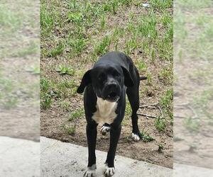 American Staffordshire Terrier-Unknown Mix Dogs for adoption in San Antonio, TX, USA