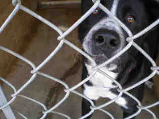Borador Dogs for adoption in Ojai, CA, USA