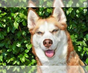 Siberian Husky Dogs for adoption in Santa Rosa, CA, USA