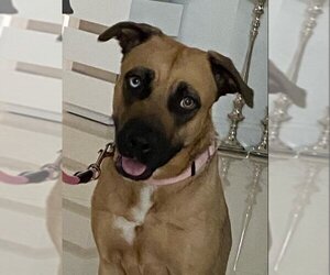 Shepradors Dogs for adoption in Miami, FL, USA