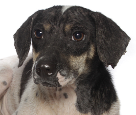 Small Beagle-Dalmatian Mix