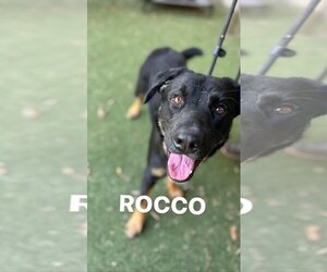 Rottweiler-Unknown Mix Dogs for adoption in Santa Monica, CA, USA
