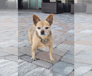 Chihuahua-Unknown Mix Dogs for adoption in Sanford, FL, USA