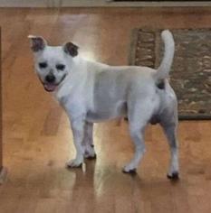 Jack Chi Dogs for adoption in Ellijay, GA, USA