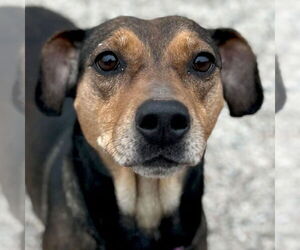 Mutt Dogs for adoption in Jefferson, WI, USA