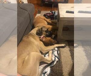 Mastiff Dogs for adoption in New Hampton, NY, USA