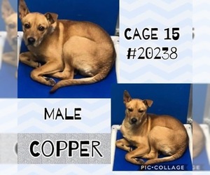 Mutt Dogs for adoption in Greenville, TX, USA