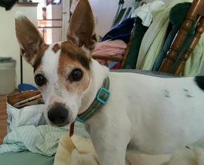 Rat Terrier Dogs for adoption in Columbus, OH, USA