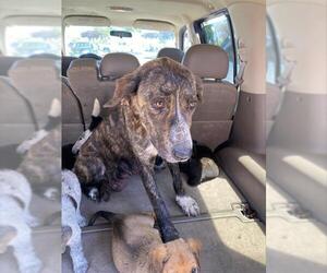 Plott Hound-Unknown Mix Dogs for adoption in Stockton, CA, USA