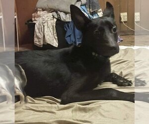 German Shepherd Dog-Unknown Mix Dogs for adoption in Aurora, IN, USA