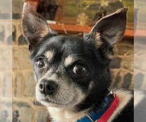 Chihuahua Dogs for adoption in Potomac, MD, USA