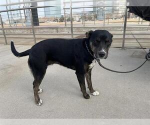 American Pit Bull Terrier-Unknown Mix Dogs for adoption in Oklahoma City, OK, USA