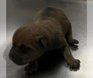 Labrador Retriever-Unknown Mix Dogs for adoption in Conroe, TX, USA