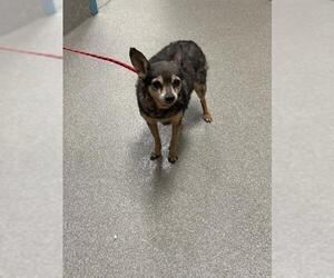 Chihuahua-Unknown Mix Dogs for adoption in Las Vegas, NV, USA