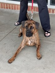 Boxer-Plott Hound Mix Dogs for adoption in Woodbridge, VA, USA