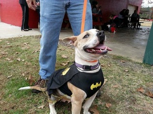 American Pit Bull Terrier-Unknown Mix Dogs for adoption in Ola, AR, USA