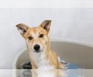 Shiba Inu Dogs for adoption in Newaygo, MI, USA