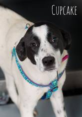Borador Dogs for adoption in Ashland, WI, USA