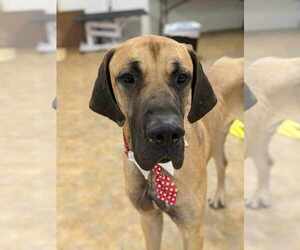 Great Dane-Unknown Mix Dogs for adoption in Anchorage, AK, USA