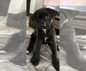 Labrador Retriever-Unknown Mix Dogs for adoption in The Woodlands, TX, USA