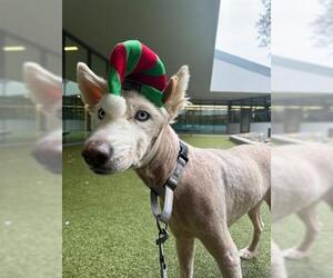 Siberian Husky Dogs for adoption in San Martin, CA, USA