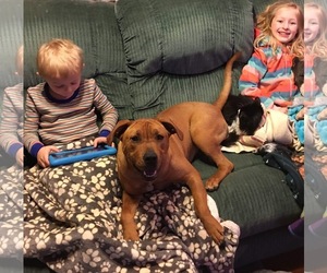 Rhodesian Ridgeback-Unknown Mix Dogs for adoption in Knoxville, TN, USA