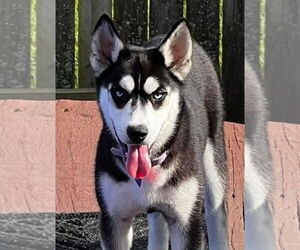 Siberian Husky Dogs for adoption in Matawan, NJ, USA