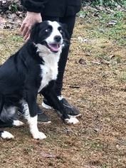 Border Collie Dogs for adoption in Temple, GA, USA