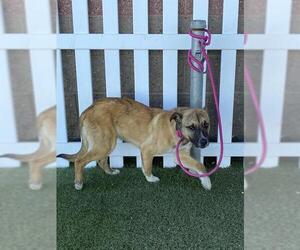 German Shepherd Dog Dogs for adoption in Modesto, CA, USA