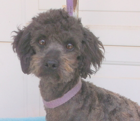 Poodle (Toy) Dogs for adoption in Birch Tree, MO, USA