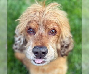 Cocker Spaniel Dogs for adoption in Arlington, VA, USA