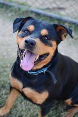 Rottweiler Dogs for adoption in Chattanooga, TN, USA