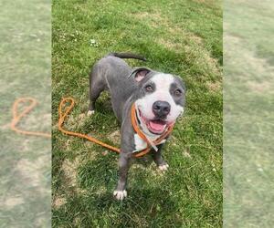 American Staffordshire Terrier Dogs for adoption in Louisville, KY, USA