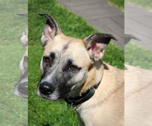 Unknown-white german shepherd Mix Dogs for adoption in Hoffman Estates, IL, USA