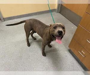 Staffordshire Bull Terrier-Unknown Mix Dogs for adoption in Orange, CA, USA