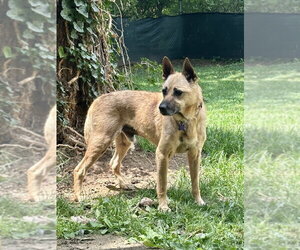 Mutt Dogs for adoption in Springdale, PA, USA
