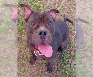 American Pit Bull Terrier Dogs for adoption in Fort Lauderdale, FL, USA